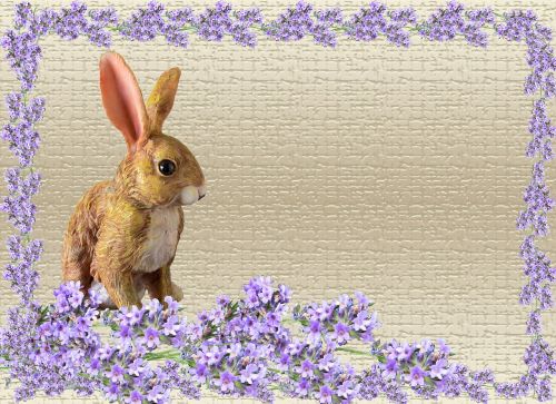 greeting card rabbit lavender