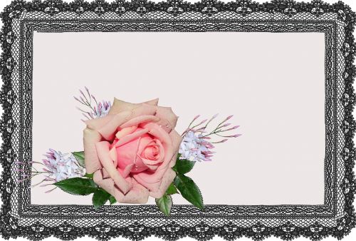 greeting card pink rose jasmine