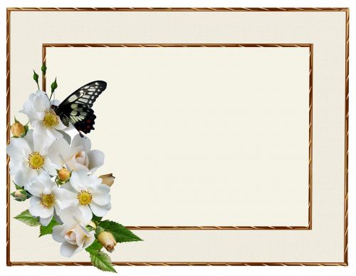 greeting card white rose butterfly