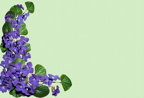 greeting card  background  violets