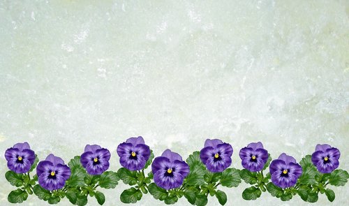 greeting card  pansy  background