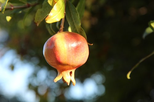 grenade  pomegranate fruit  grenadier