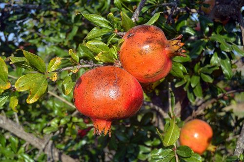 grenades fruit acidic fruits