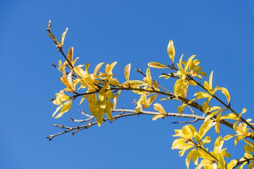 grenadier branch yellow