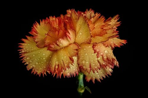 grenadin raindrops flower