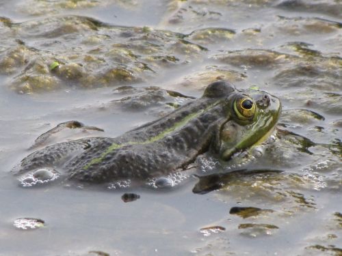 Frog In The Marsh 3