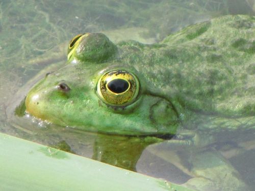 Frog In The Marsh