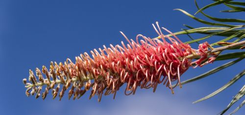 grevillea flower australian