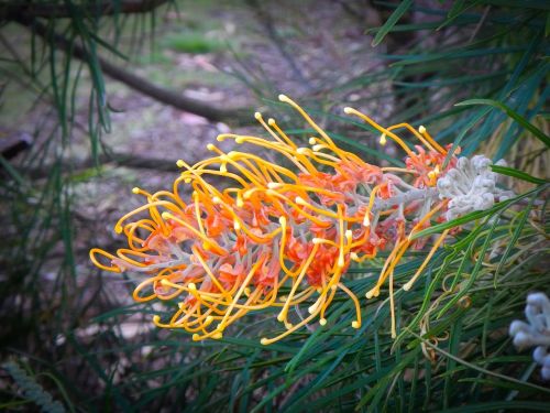 grevillea yellow flower spring