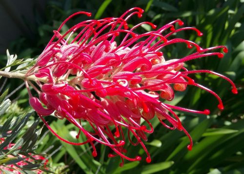 grevillea flower red