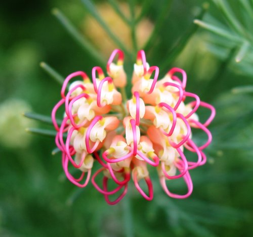 grevillea  unusual  flower