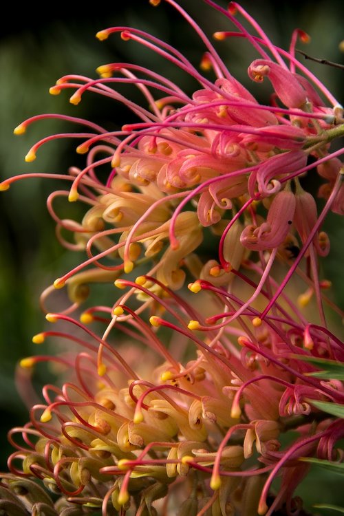 grevillea  flowers  australian