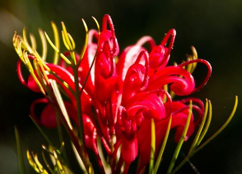 grevillea flower floral