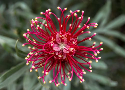 grevillea flower australian