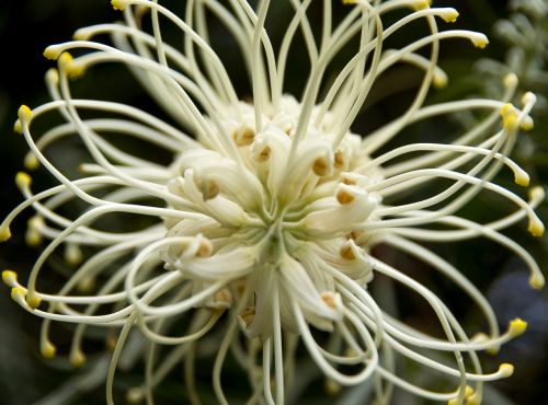 grevillea moonlight grevillea flower