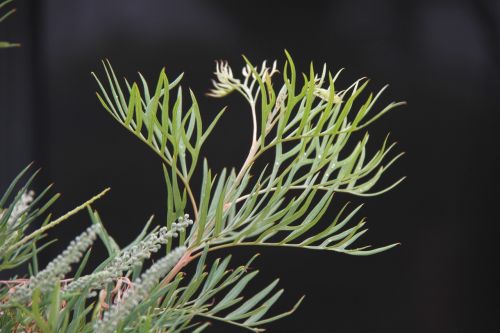 grevillia leaf leaves green