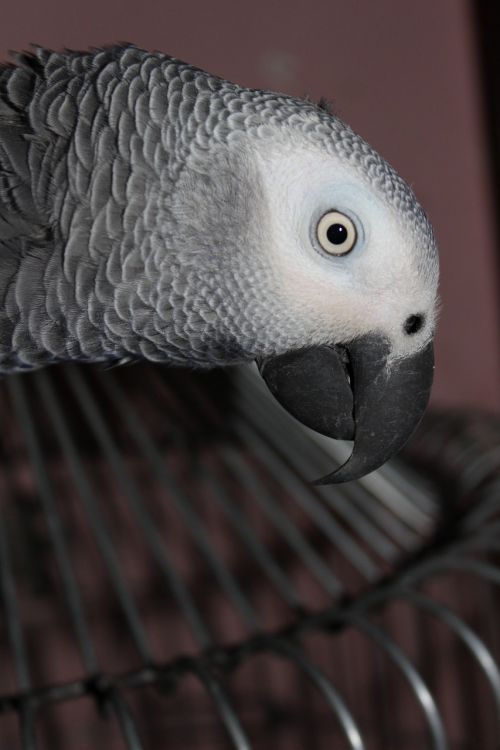 grey parrot bird