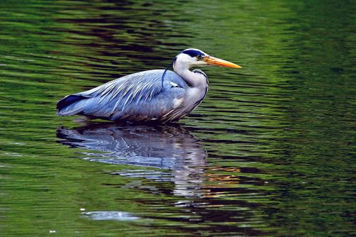 grey heron green