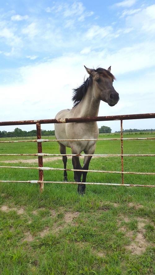 grey horse fenced