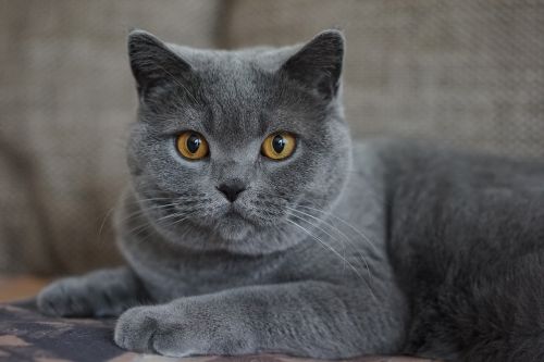 grey domestic cat mieze