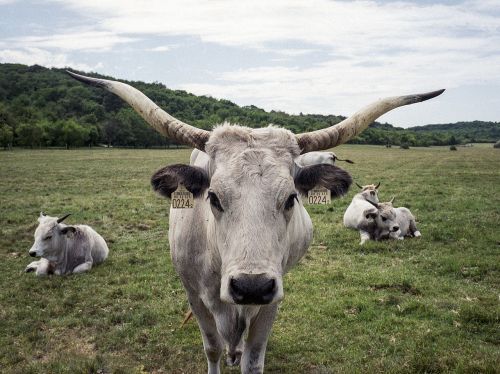 grey cow hungarian