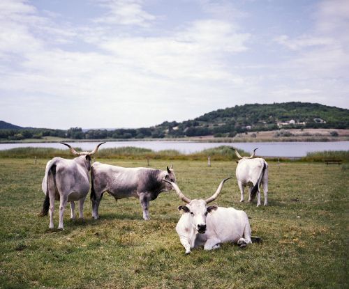 grey cow hungarian