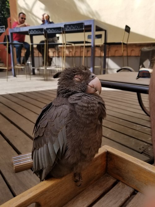 grey  parrot  bird