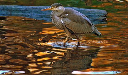 grey heron water