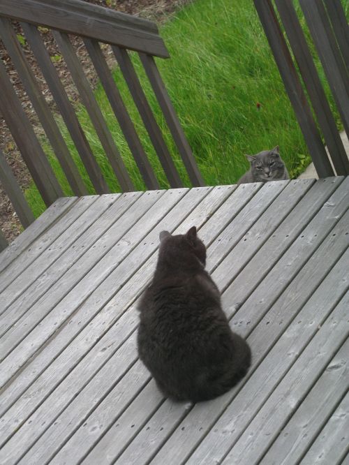 grey cat outside