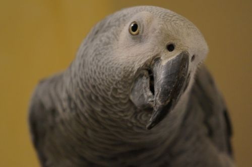 grey parrot gabon