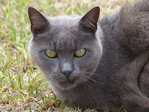 grey cat cat feline