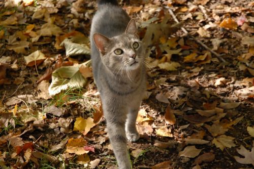grey cat cat autumn