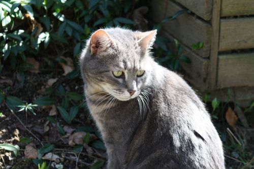 grey cat smokey grey feline cat in sunshine