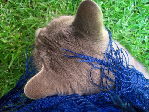 Grey Cat And Blue Scarf