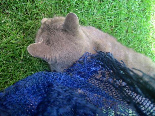 Grey Cat With Blue Scarf