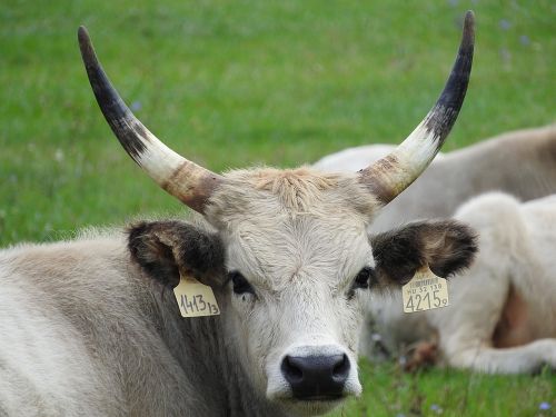 grey cattle steppe cattle hungarian grey cattle