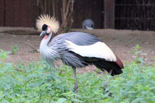 grey crowned crane plumage crane