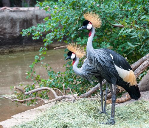 grey crowned crane balearica regulorum crane