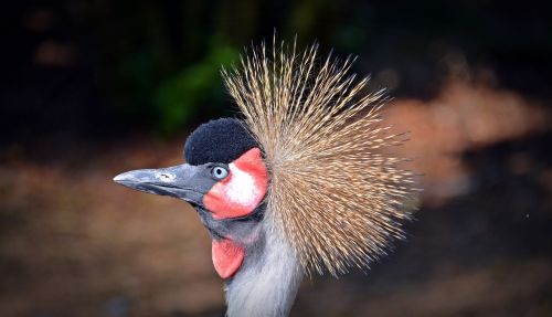 grey crowned crane crane bird