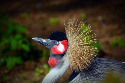 grey crowned crane crane bird