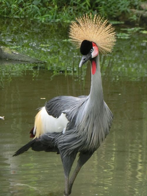grey crowned crane crane singapore bird park