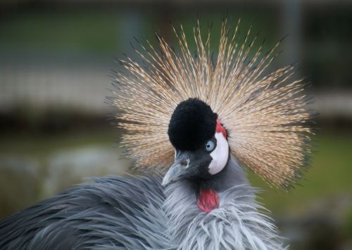 grey crowned crane bird animal