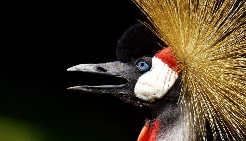 grey crowned crane baleurica regulorum bird