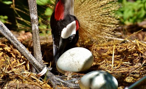 grey crowned crane egg nest