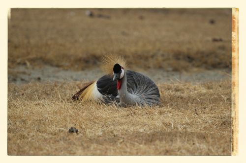 grey crowned crane crane bird