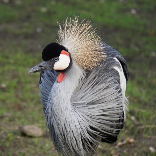grey crowned crane bird animal world
