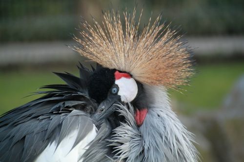 grey crowned crane bird birds