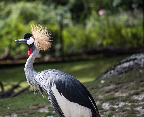 grey crowned crane  crane  bird