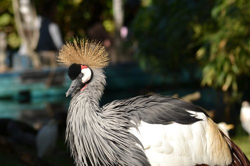 grey crowned crane  bird  africa