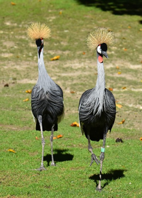 grey crowned crane  baleurica regulorum  bird